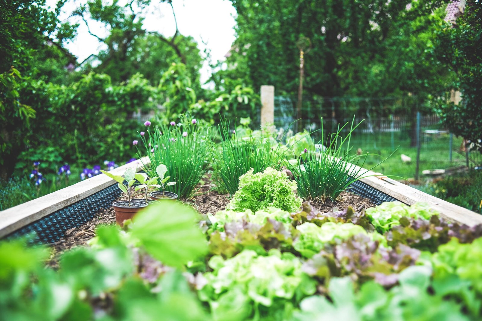 Hospital-aged-care-garden