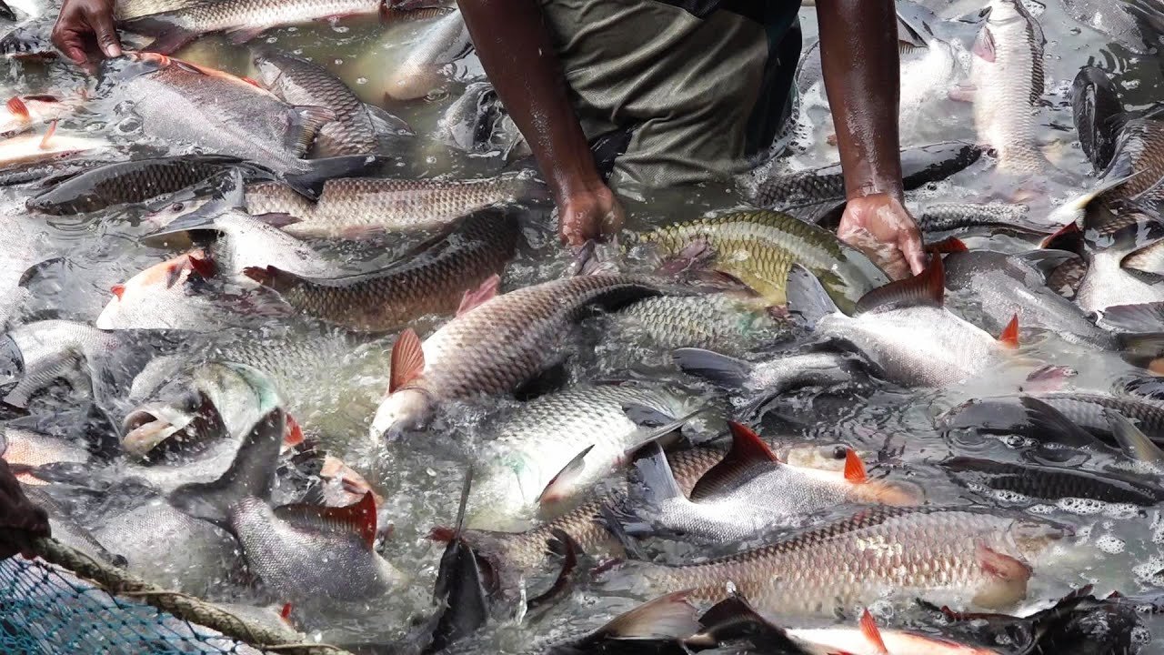 fish-farming